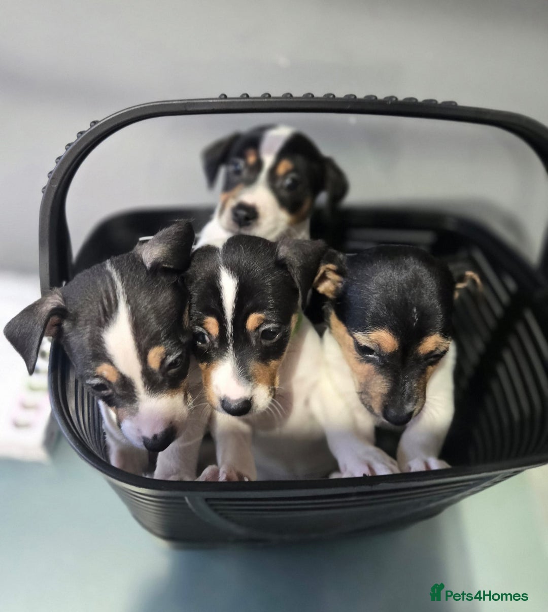 Jack Russell dogs for sale: Jack Russel puppys  - Advert 10