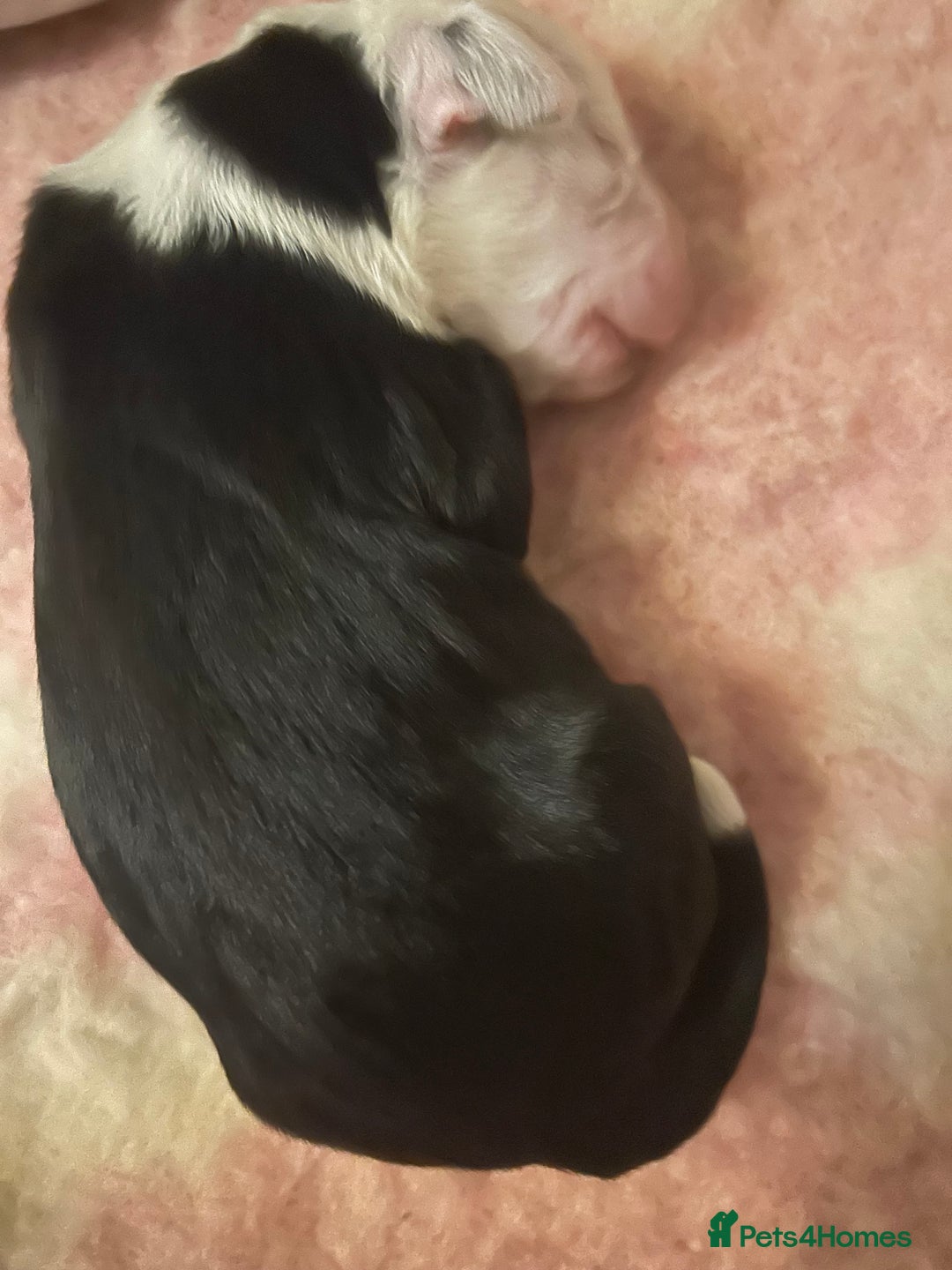 Old English Sheepdog dogs for sale: Old English Sheepdog puppies just one girl left 🩷 - Image 4