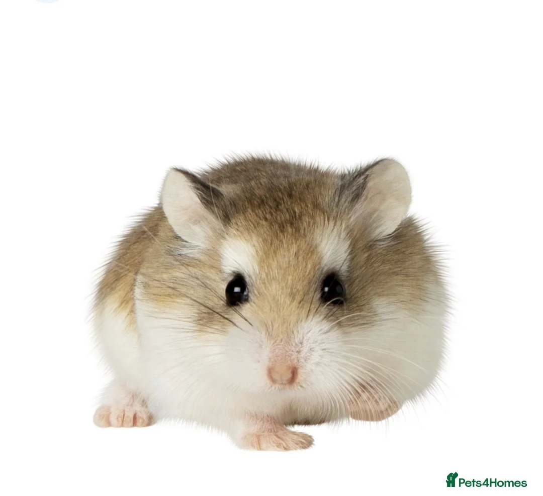 Hamster rodents for sale: hamster roborovski - Advert 3