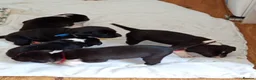 Sprollie dogs for sale: Gorgeous Sprollies puppies  Ready to leave  - Advert 3