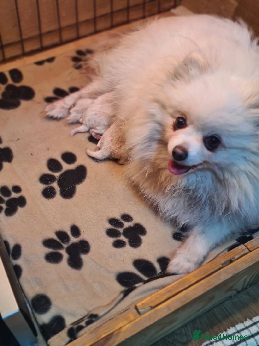 Pomeranian dogs for sale: Beautiful pomeranian Teddy bears boys  - Advert 5