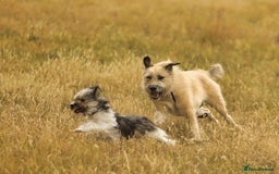 Mixed Breed dogs for adoption: 💙🐶 COOPER 🐶💙 - Image 24