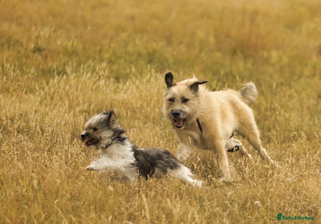Mixed Breed dogs for adoption: 💙🐶 COOPER 🐶💙 - Image 24
