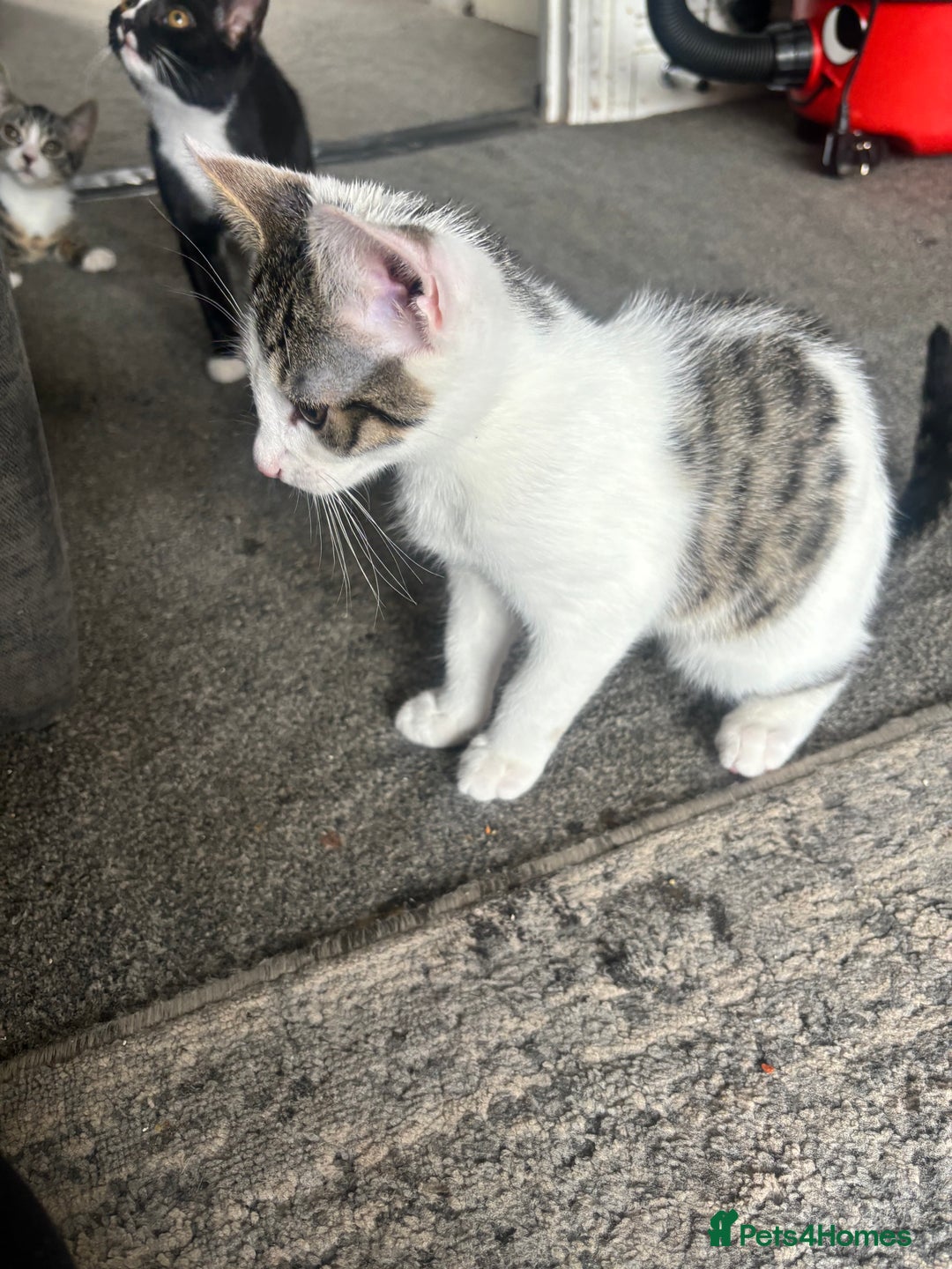 Domestic Shorthair cats for sale: 3 beautiful kittens left  - Image 3