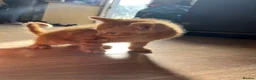 Mixed Breed cats for sale: Mixed breed kittens - family home - Advert 3