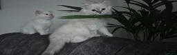 Ragdoll cats for sale: 3 beautiful Ragdoll kittens-Ready to Leave Mum Now - Advert 4