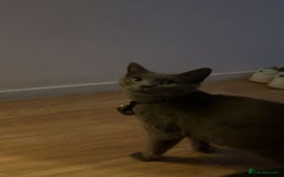 Domestic Shorthair cats for sale: 2 year old female cat - Image 4