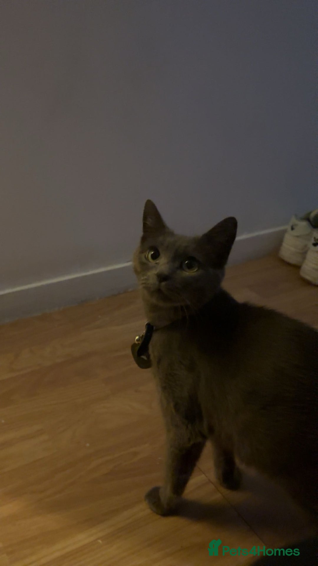Domestic Shorthair cats for sale: 2 year old female cat - Image 4