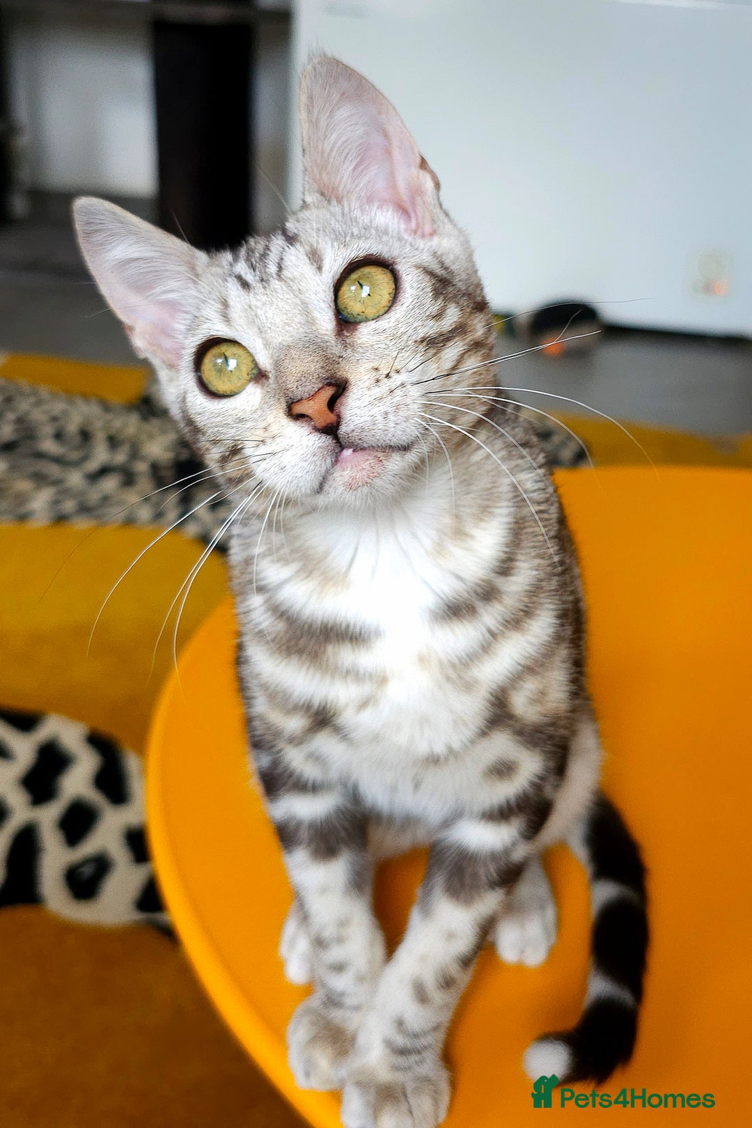 Bengal cats for sale: Exceptional Bengal kittens Available  - Image 16