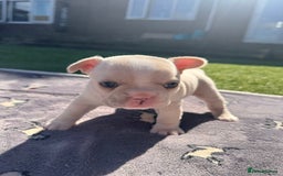 French Bulldog dogs for sale: KC FRENCH BULLDOG PUPPIES - READY NOW - Image 26