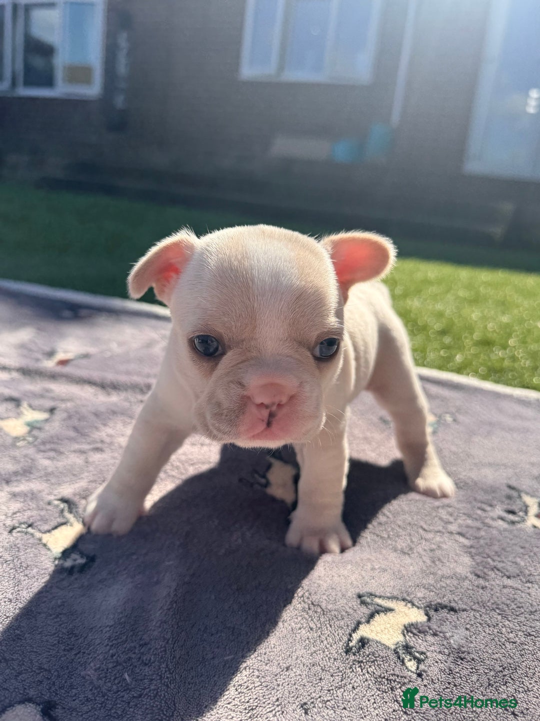 French Bulldog dogs for sale: KC FRENCH BULLDOG PUPPIES - READY NOW - Image 26