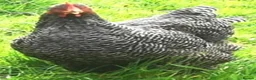 Chickens poultry for sale: POL Chickens stunning Purebreeds for sale in Callington - Advert 22