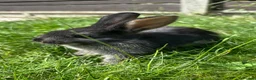 Dwarf Lop rabbits for sale: Beautiful Dwarf lop litter (Ready in one week)  in Bedford - Advert 10