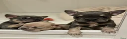 French Bulldog dogs for sale: L4 Carrier 5 Generations French Bulldogs  - Advert 6