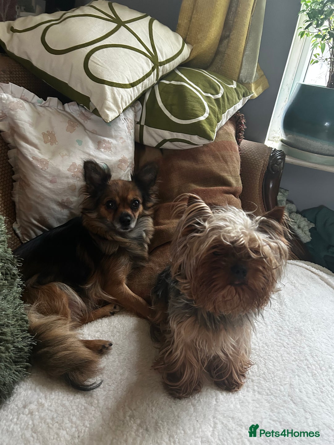 Chorkie dogs for sale: 9 weeks old puppies Yorkshire terrier chihuahuas - Image 14