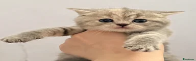 British Shorthair Kitten 2