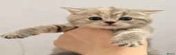 British Shorthair cats for sale: Cutest bsh babies 🤍🦋🤍  - Advert 35