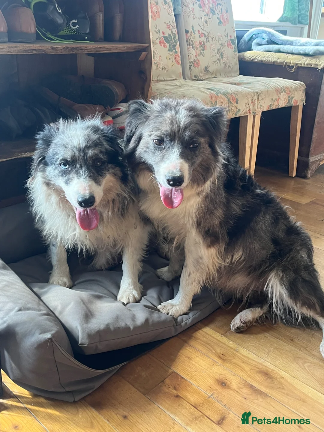 Border Collie dogs for sale: 2 7 year old female border collies - Advert 1