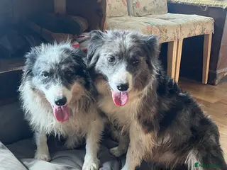 Border Collie dogs 2 7 year old female border collies - Advert 4