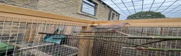 Doves birds for sale: Laughing doves  in Huddersfield - Advert 5
