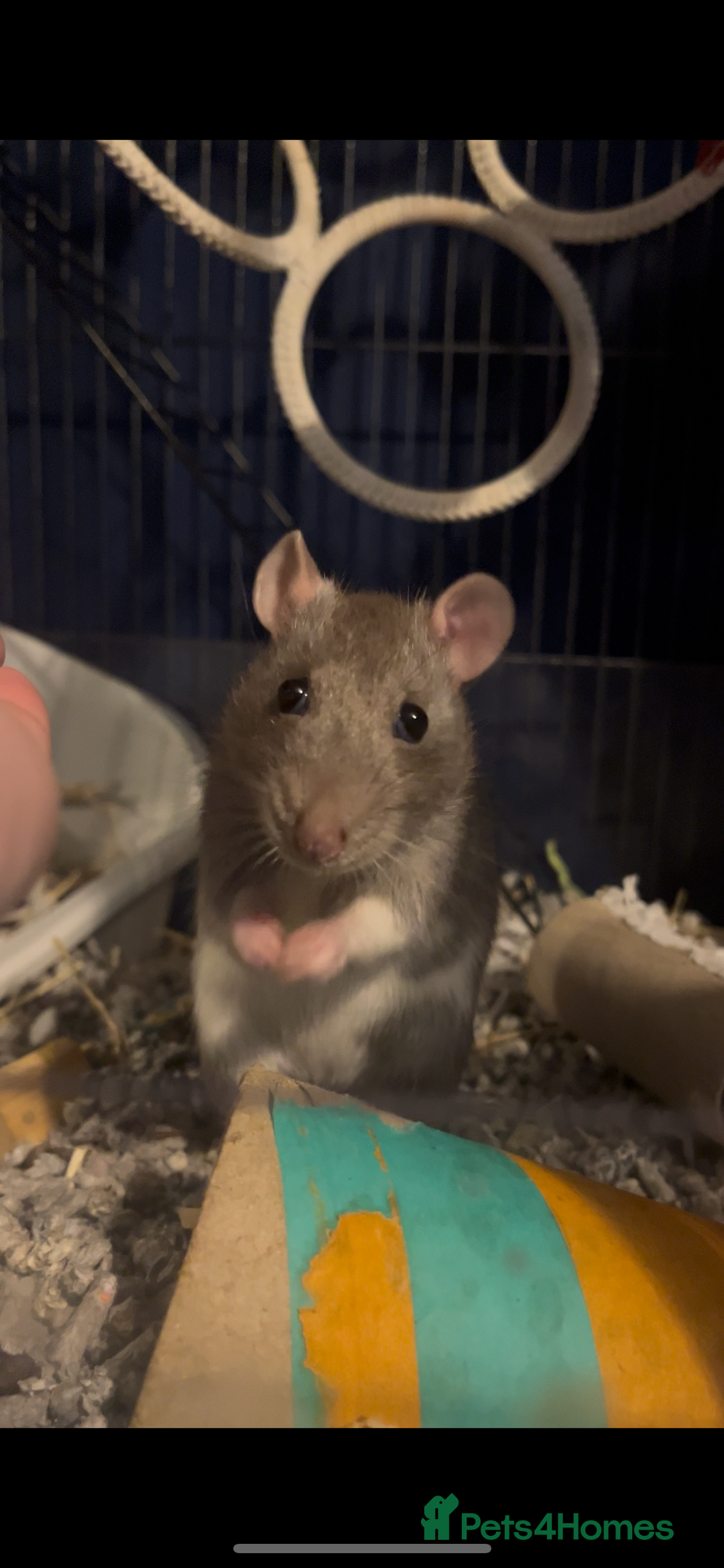 Rat rodents for sale: 4 female rats  - Advert 2