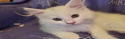 Maine Coon cats for sale: Male maine coon kitten for sale  - Advert 3