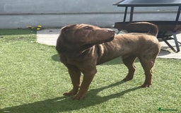 Shar Pei dogs for sale: 3 Shar Pei boys - Image 2