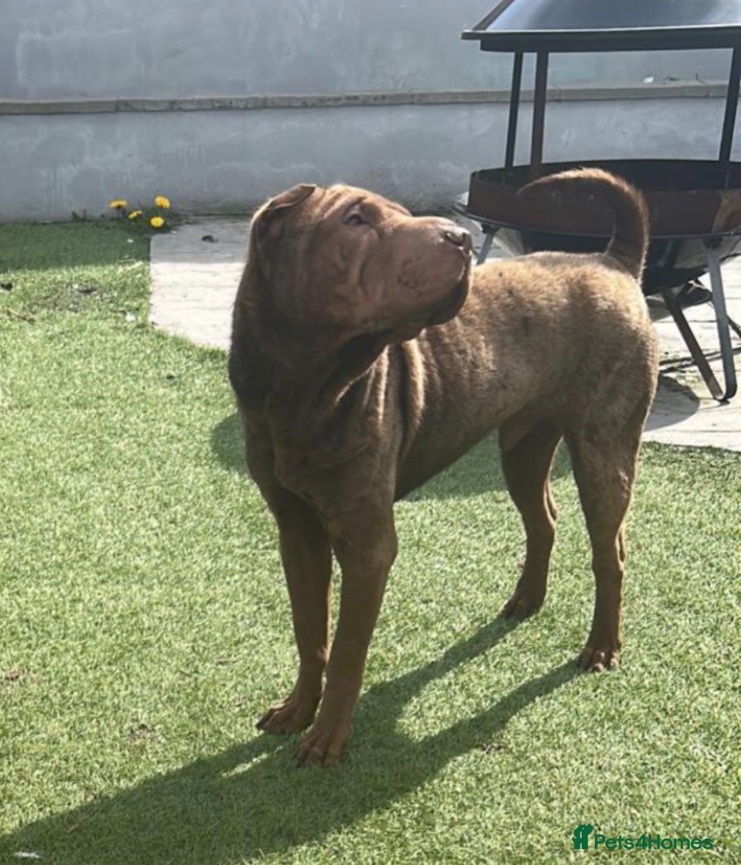 Shar Pei dogs for sale: 3 Shar Pei boys - Image 2