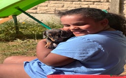 Miniature Dachshund dogs for sale: Beautiful Isabella dachshund puppies - Image 30