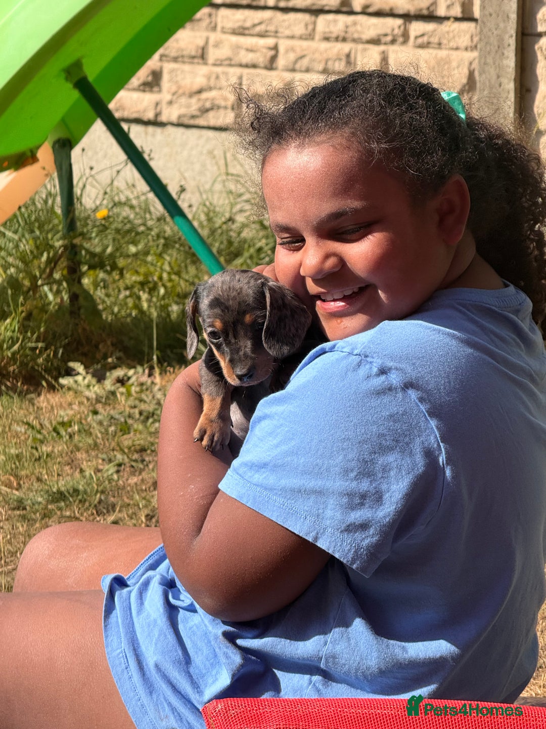 Miniature Dachshund dogs for sale: Beautiful Isabella dachshund puppies - Image 30