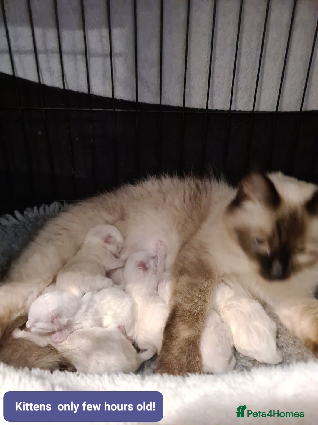Ragdoll cats for sale: Full Pedigree Ragdoll Kittens, Beautiful, Chunky! - Advert 3