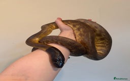 Python Snake reptiles for sale: Black headed python for sale  - Image 3