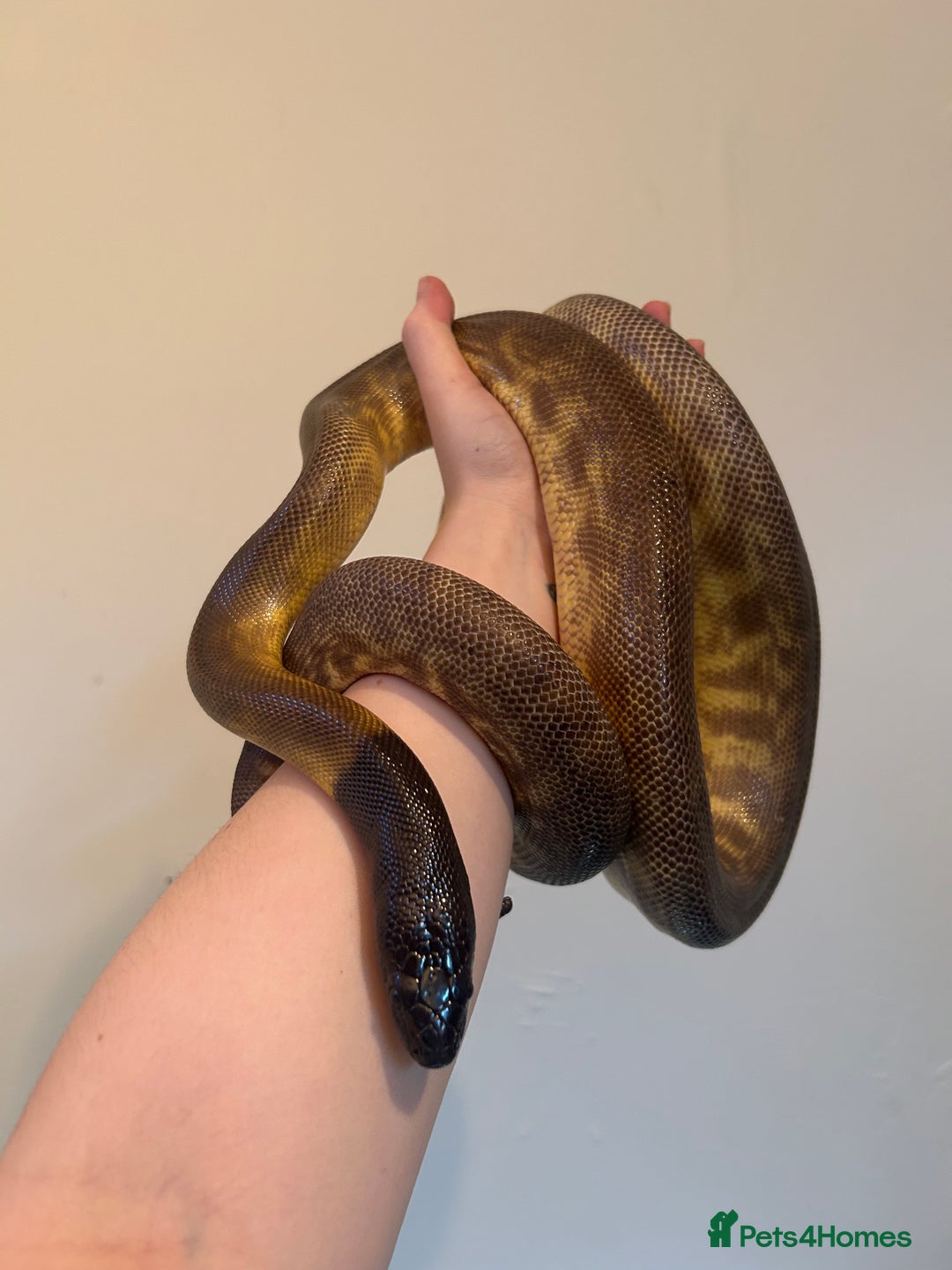 Python Snake reptiles for sale: Black headed python for sale  - Image 3
