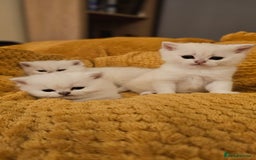 British Shorthair cats for sale: British Shorthair - Advert 4