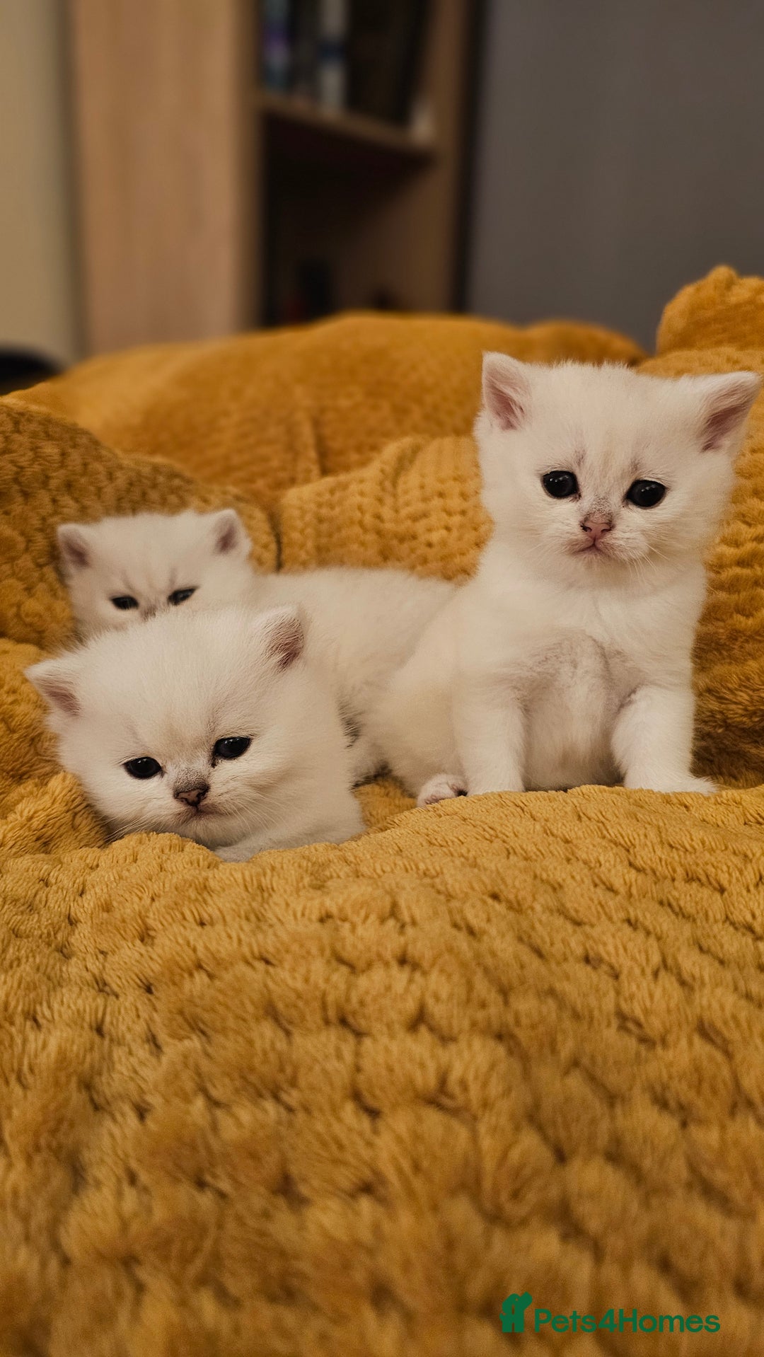 British Shorthair cats for sale: British Shorthair - Advert 4