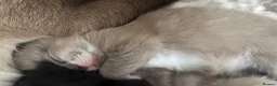Mixed Breed cats for sale: Siamese/domestic shorthair kittens - Advert 8