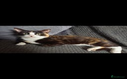 Mixed Breed cats for sale: 2 beautiful female cats - Image 3