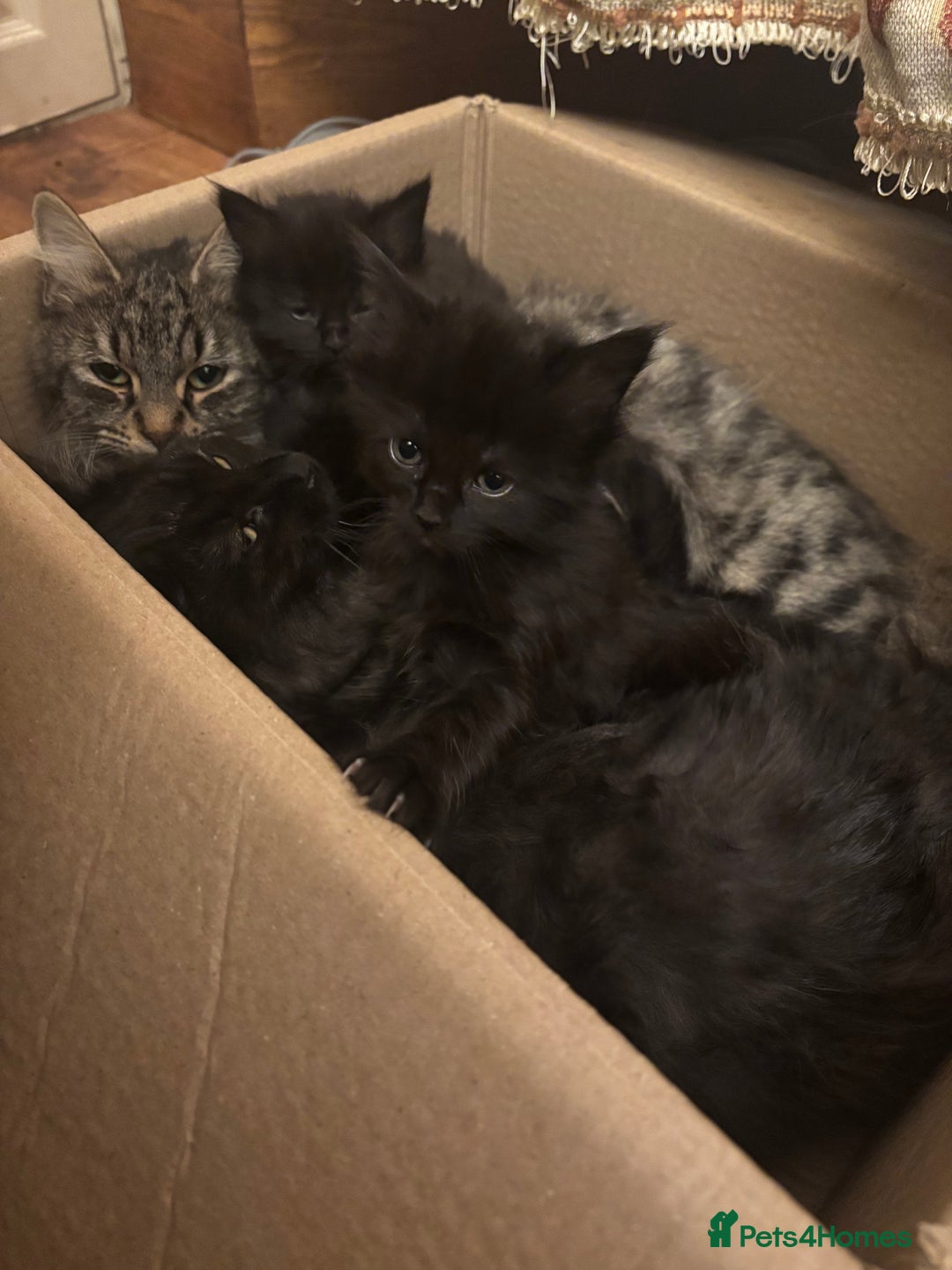 Norwegian Forest Cat cats for sale: Adorable Norwegian forest kittens for sale  - Advert 9