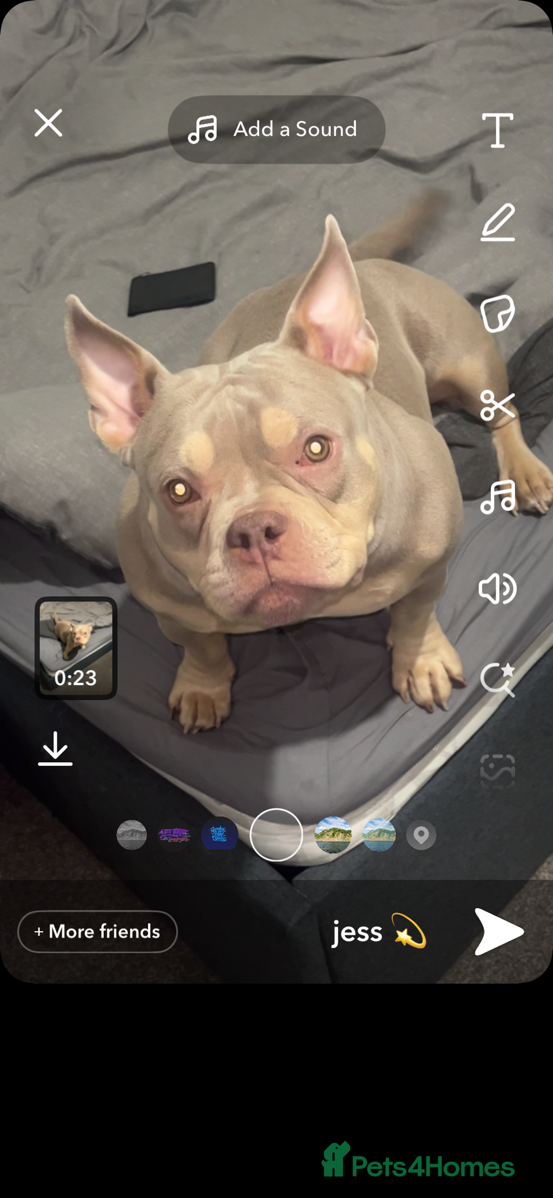 American Bully dogs for sale: 🦍🩸cowboy🤠- micro bully’s for sale  - Image 16