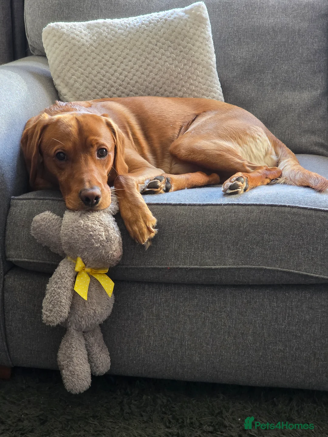 Goldador dogs for sale: 23 month old Male  in Newport - Advert 2