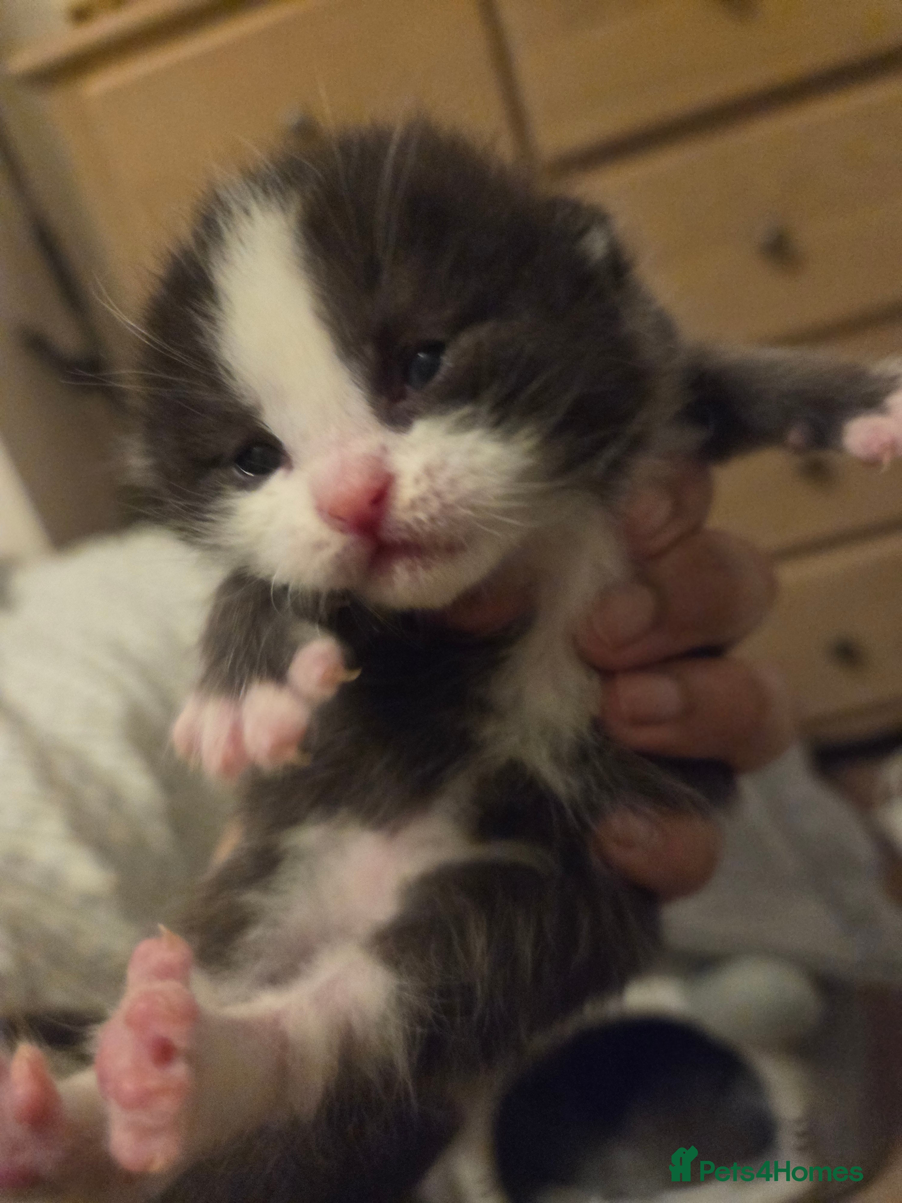 Mixed Breed cats Ragdoll x Siberian/Persian kittens  - Advert 6