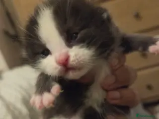 Mixed Breed cats Ragdoll x Siberian/Persian kittens - Advert 6