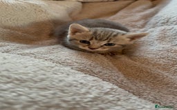 Maine Coon cats for sale: 4 gorgeous girl cats  - Image 16