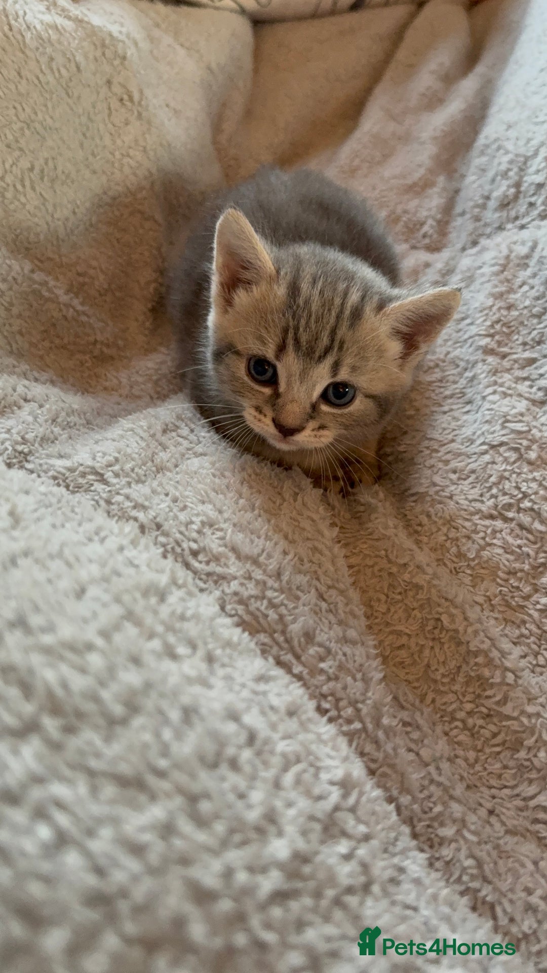 Maine Coon cats for sale: 4 gorgeous girl cats  - Image 16