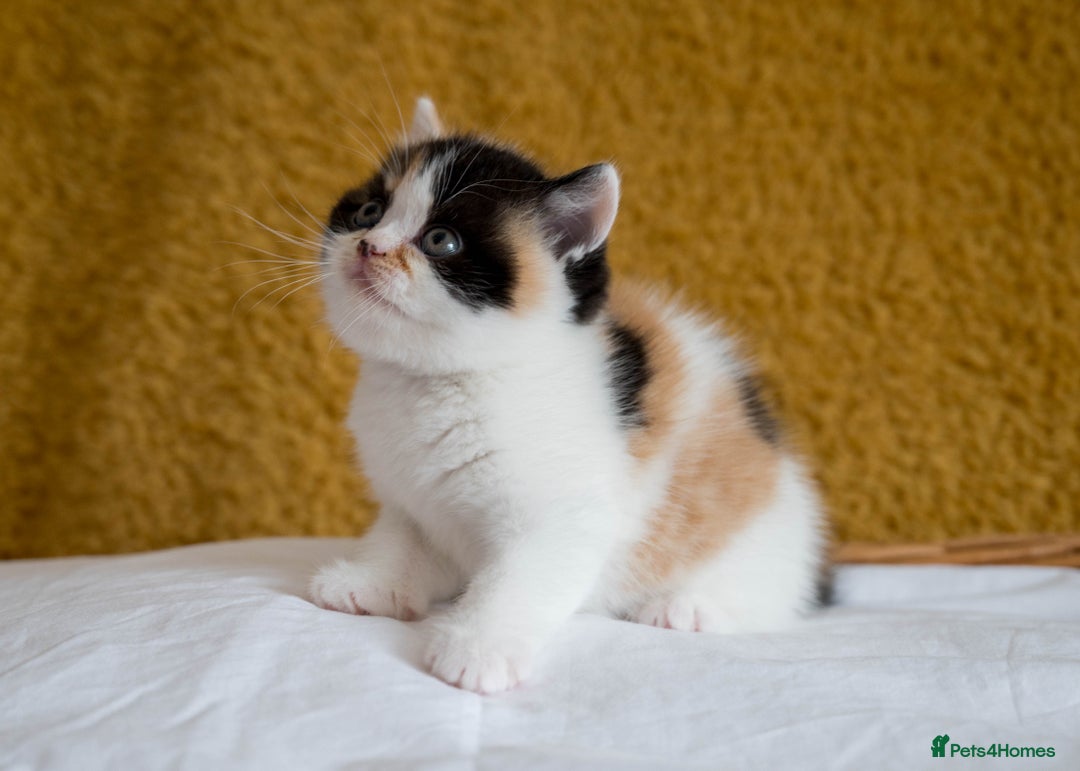 British Shorthair cats for sale: Stunning British Shorthair kittens - rare colours - Image 14
