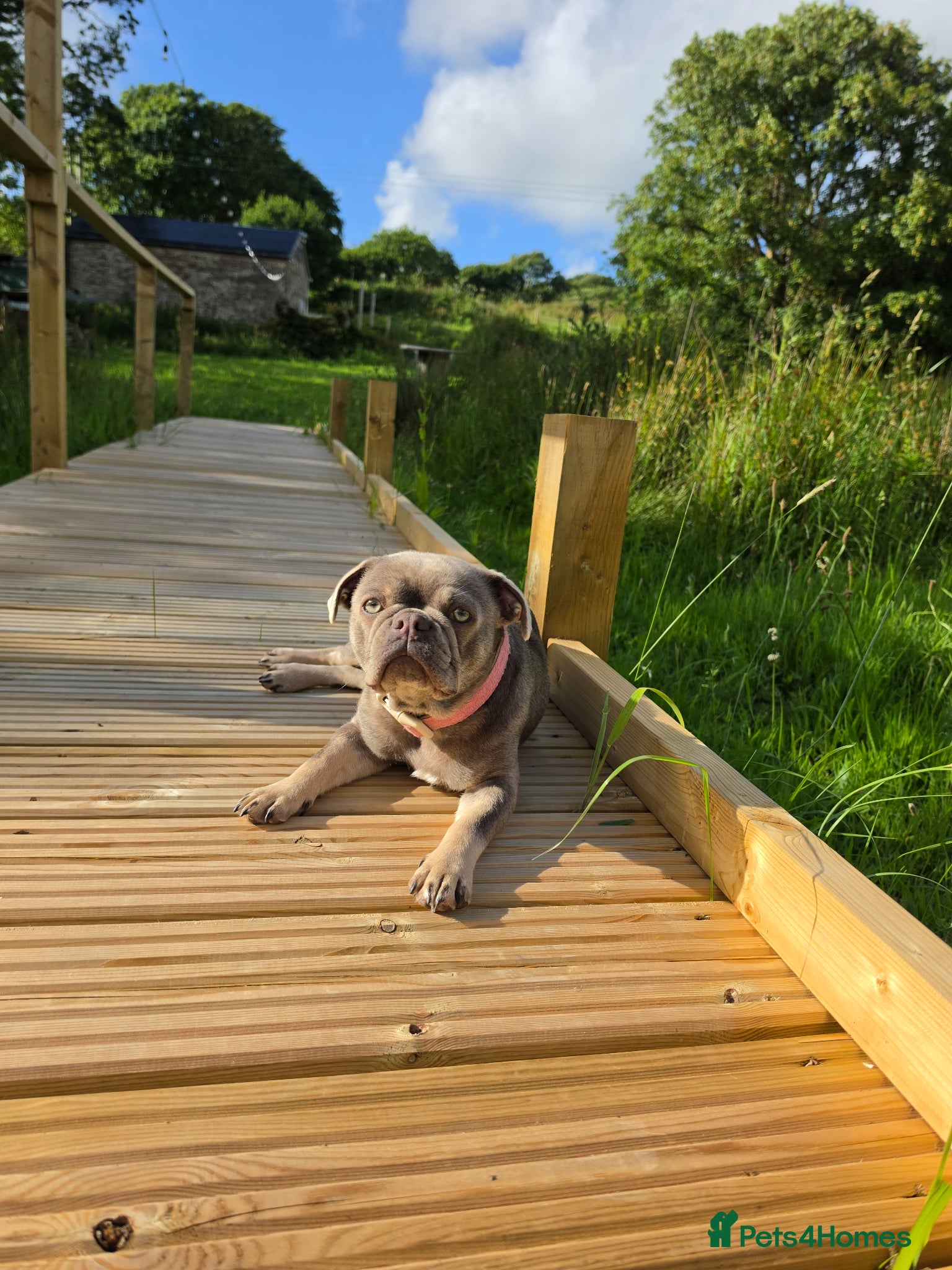 Frug dogs Blue Bella - Advert 1