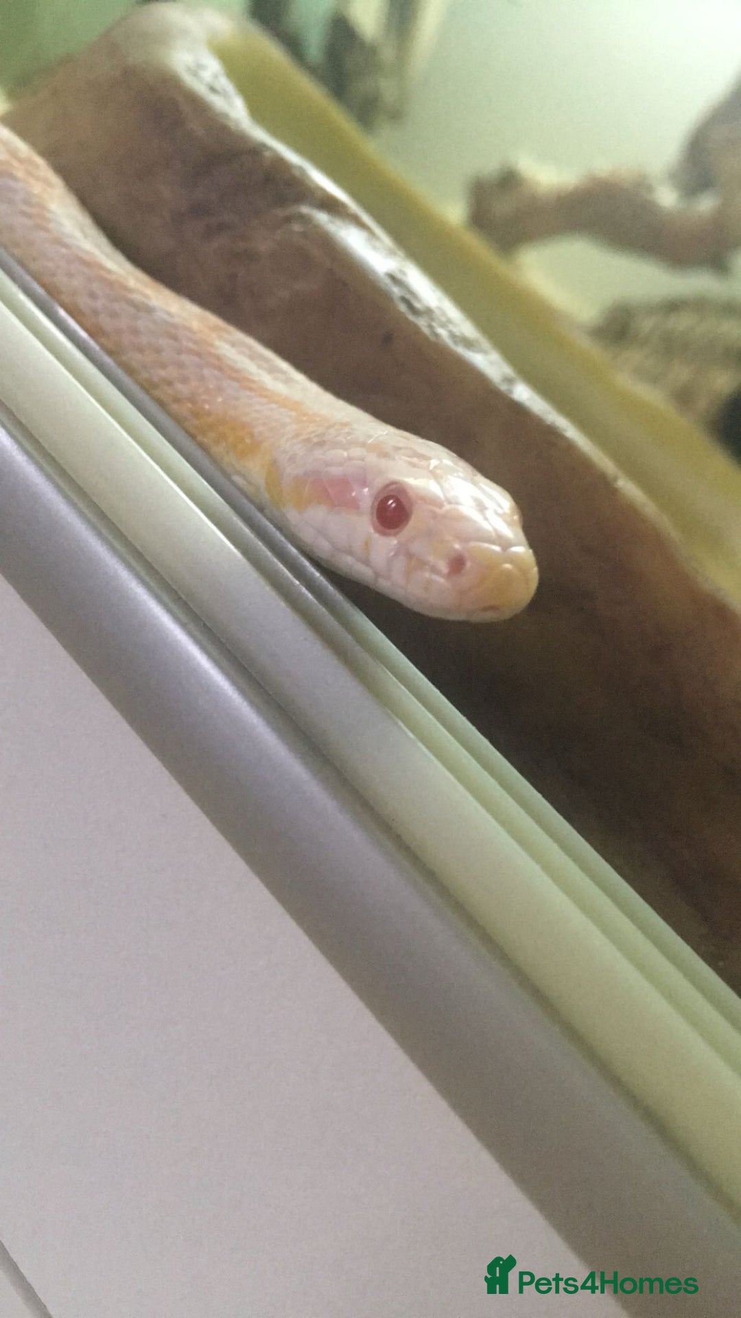 Corn Snake reptiles for sale: Albino corn snake for adoption  - Advert 2