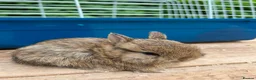 Netherland Dwarf rabbits for sale: Lap bunnies Netherland dwarf  - Advert 9