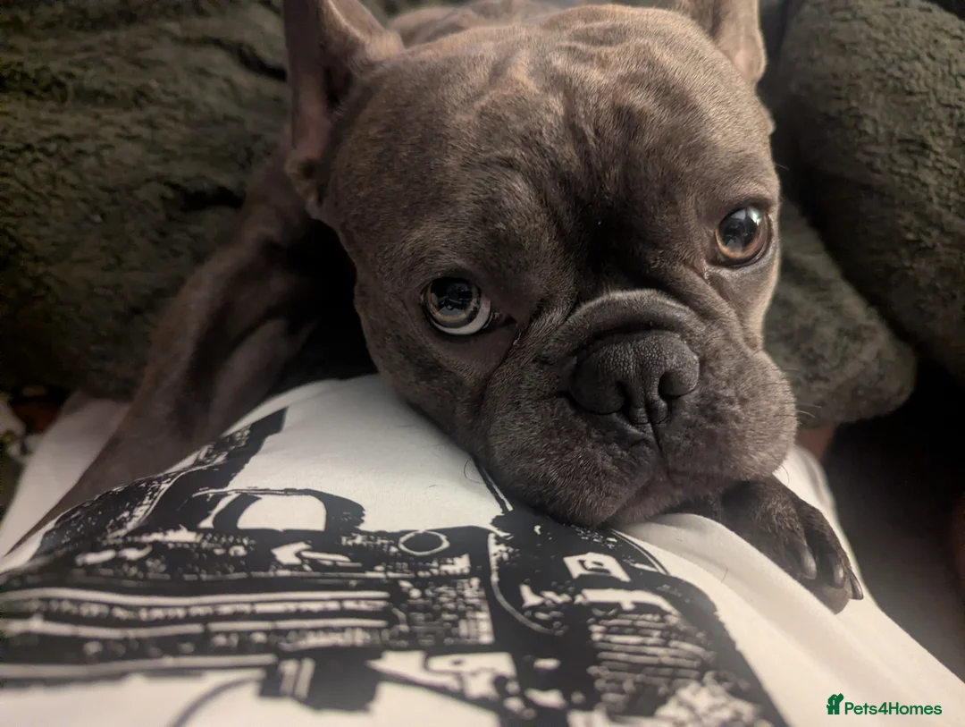 French Bulldog dogs for stud: Purebred Frenchie (Reggie) - Advert 2