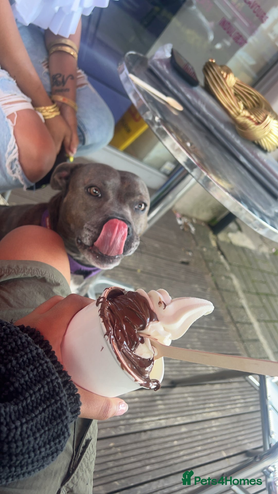 Staffordshire Bull Terrier dogs for sale: Blue staffy - Image 7